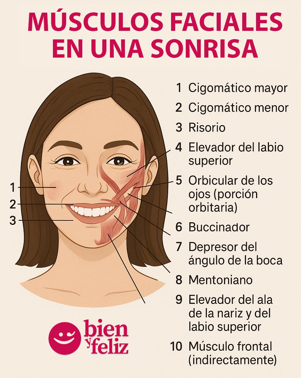Músculos faciales utilizados en una sonrisa - Info de BienyFeliz.com
